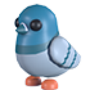 Rock Pigeon